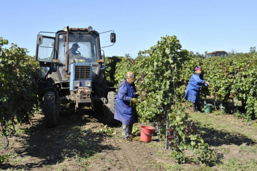 Винодельческие предприятия Дона удвоили производство и реализацию своей продукции