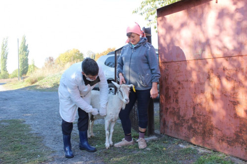 Ветврачи Дона открыли сезон массовых ветеринарных обработок скота и птицы
