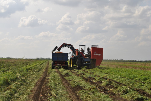 В Ростовской области продолжаются сезонные полевые работы, направленные на сбор урожая различных сельхозкультур и закладку урожая 2023 года.