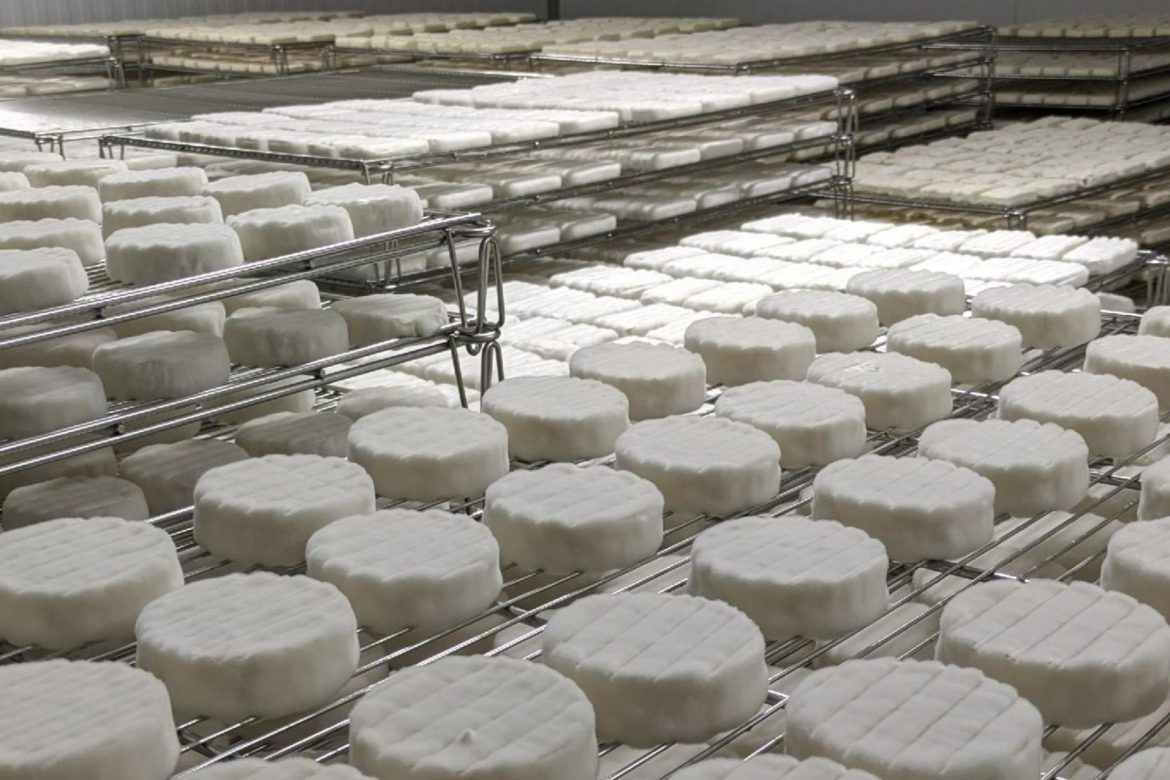 В Егорлыкском районе планируют увеличить объемы производства и ассортимент сыров