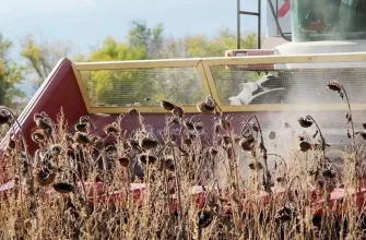 уборка подсолнуха