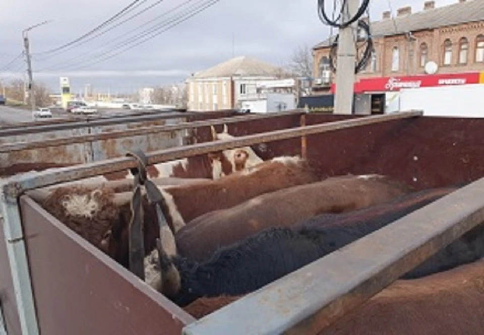 В Ростовскую область поступила партия крупного рогатого скота из Австрии