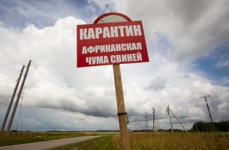 карантин