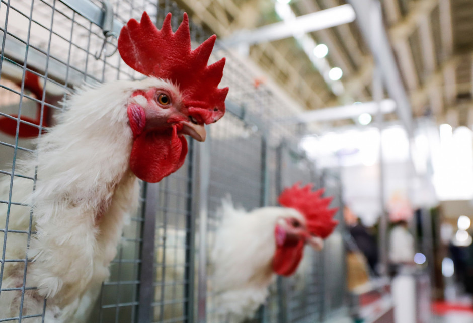 Минсельхоз: экспорт мяса птицы с начала года вырос на 64%