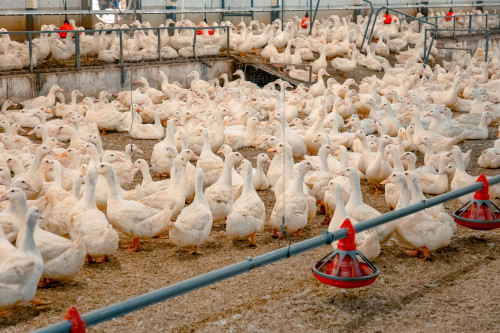 В Миллеровском районе производство мяса утки увеличилось в 2,5 раза
