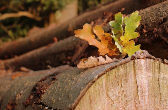 дуб спиленный