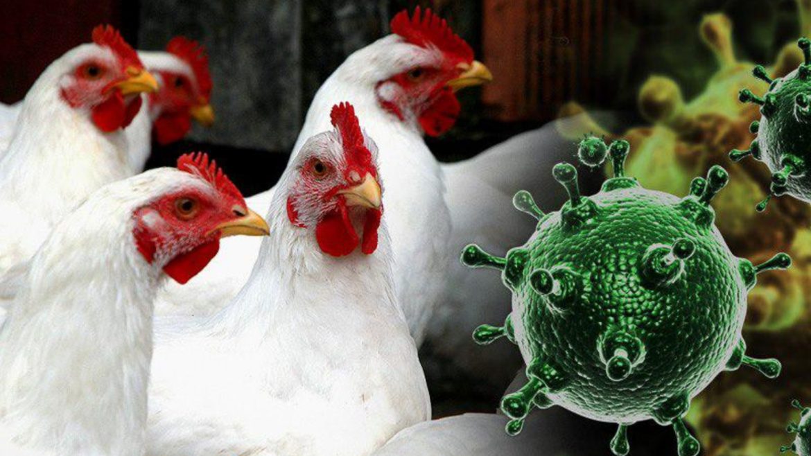 На территории Ростовской области обнаружен грипп птиц