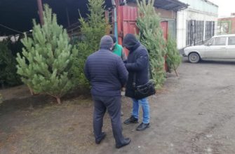 торговля елками