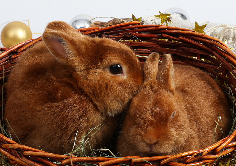 Минприроды призывает россиян не дарить живых кроликов на Новый год