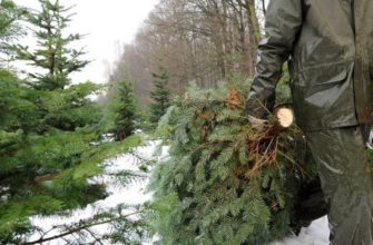 вырубка елок