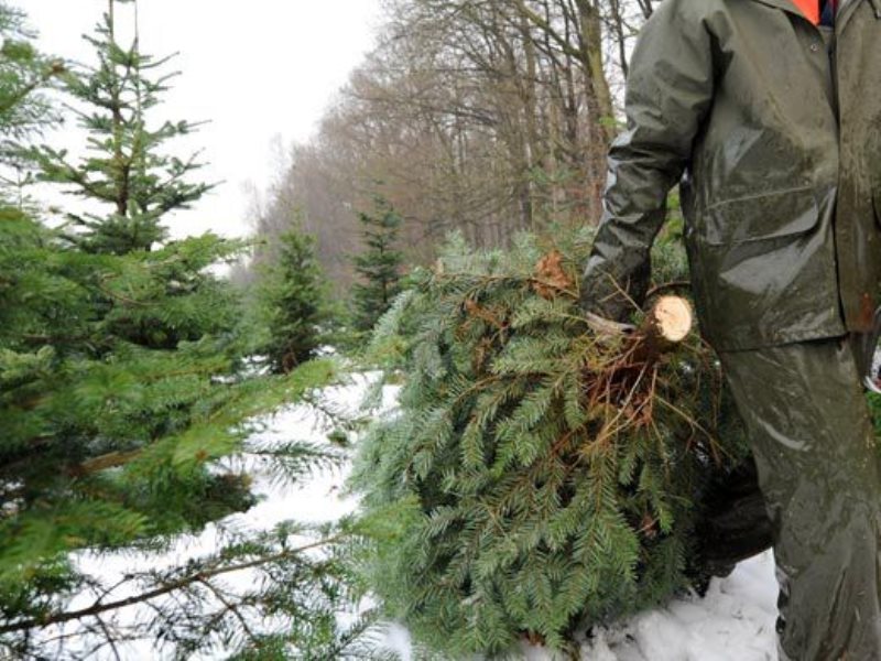 В Цимлянском районе сотрудники полиции задержали мужчину за незаконную вырубку деревьев