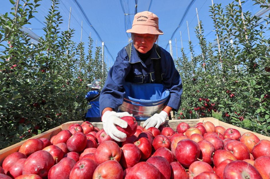 В России собрали рекордный урожай фруктов и ягод