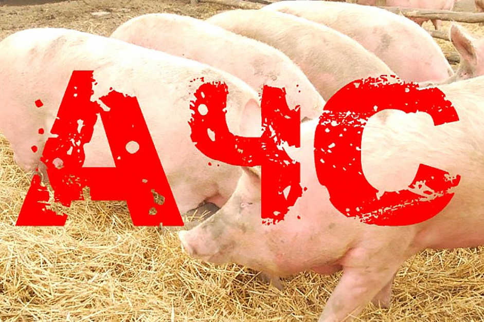 На территории Ростовской области выявлен очаг африканской чумы свиней