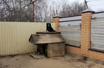 тузик