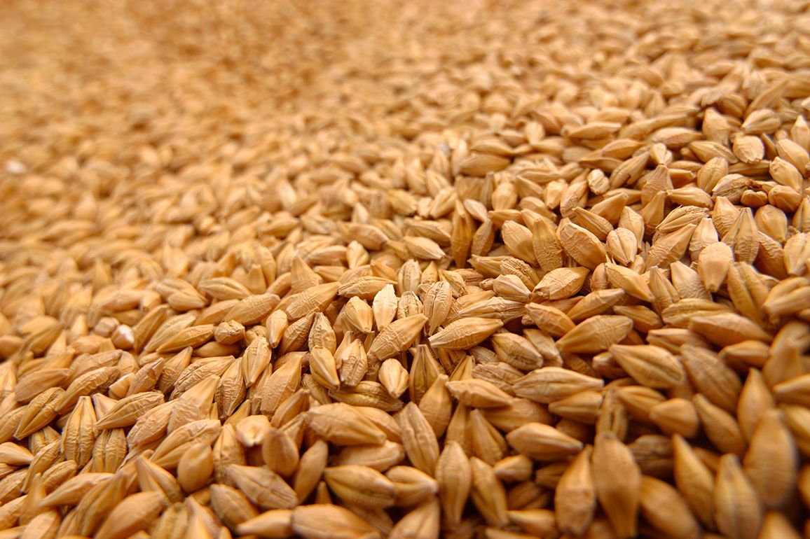 Донские аграрии  заготавливают качественные семена яровых зерновых