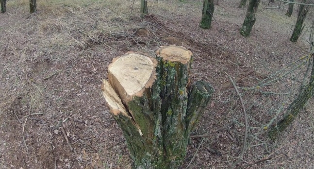 Полицейские Дубовского района возбудили уголовное дело о незаконной рубке лесных насаждений