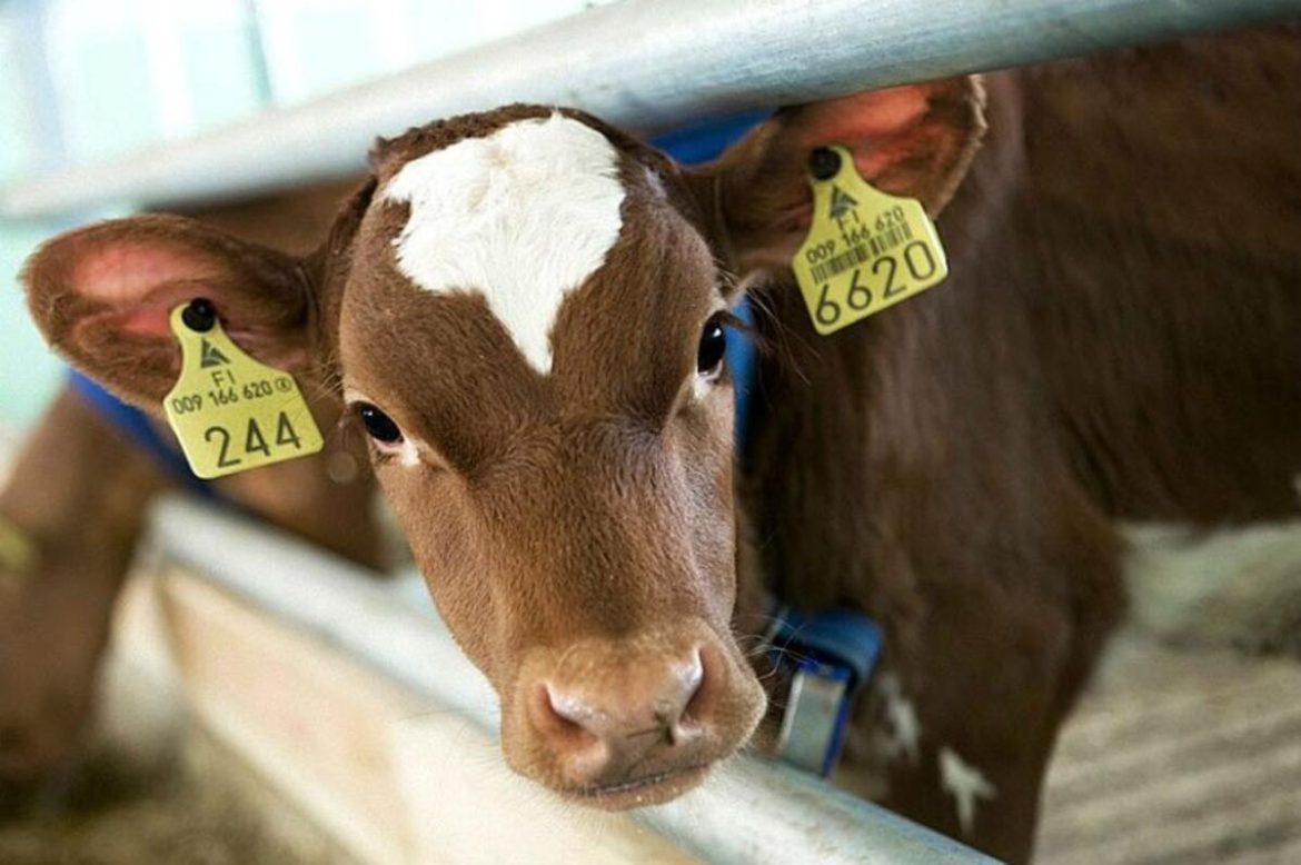 Обязательна ли маркировка скота?