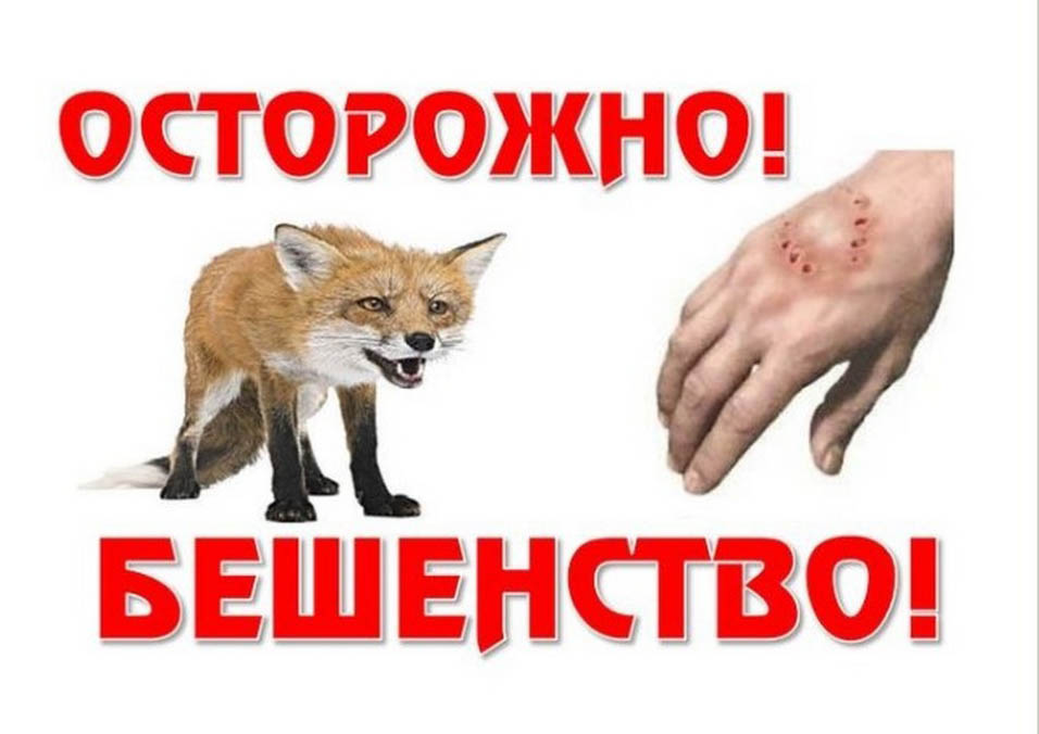 В Волгодонском районе участились случаи захода в населенные пункты диких лисиц