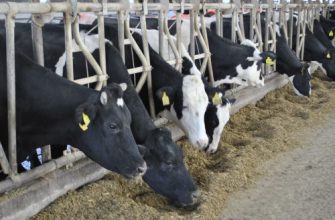 животноводство