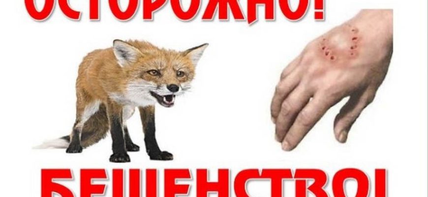 бешенство