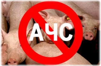 чума свиней