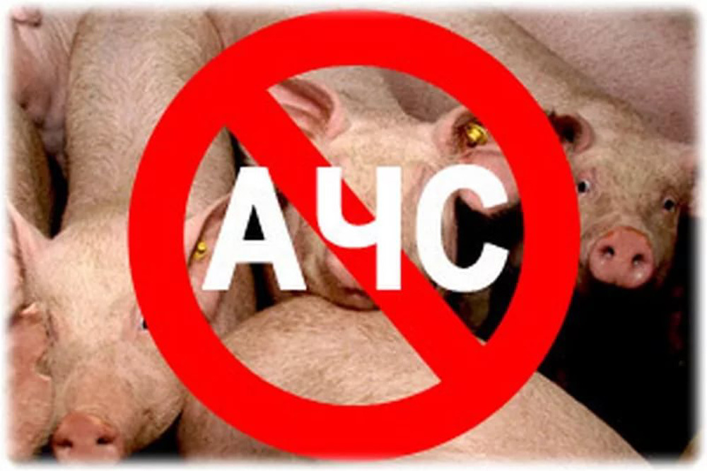 Управление Россельхознадзора разъясняет о мероприятиях по предупреждению заноса возбудителя Африканской чумы свиней