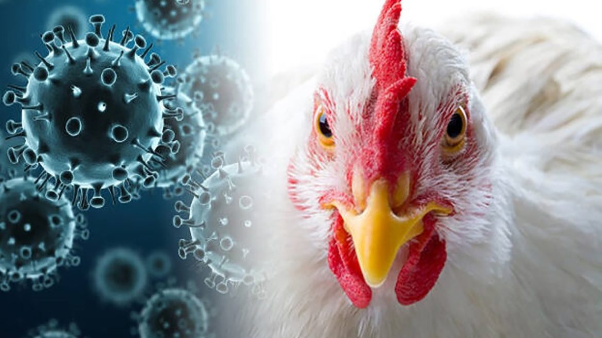 В Ростовской области в 2022 году зарегистрировано 4 случая возникновения птичьего гриппа