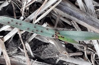 зерновой клещ