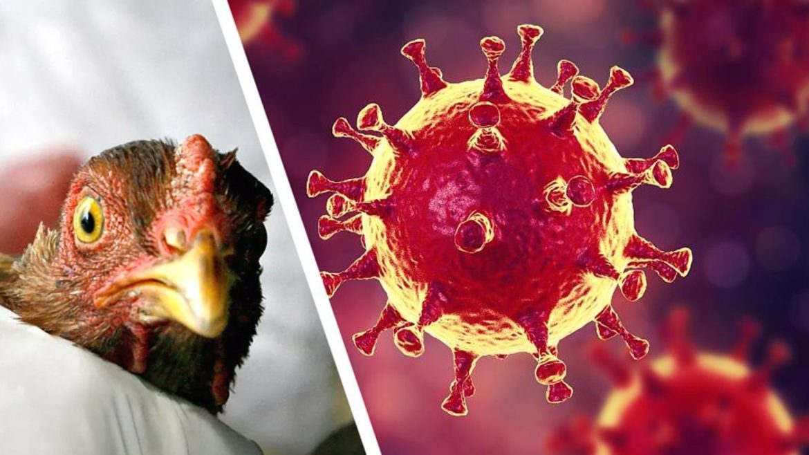 Осторожно: грипп птиц