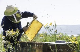 пчеловодство