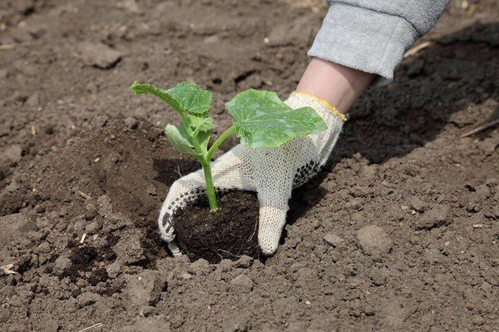Советы владельцам дачных хозяйств: высадка рассады овощных культур в открытый грунт