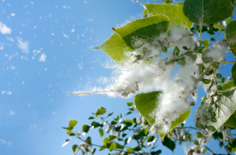 тополиный пух