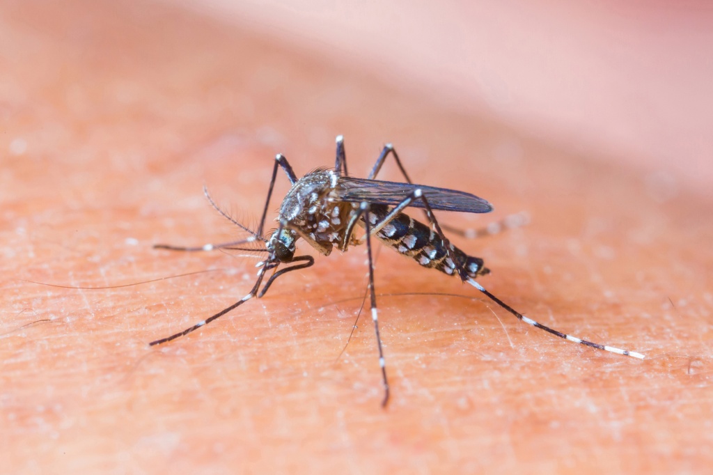 Какие заболевания могут передаваться с укусом комара