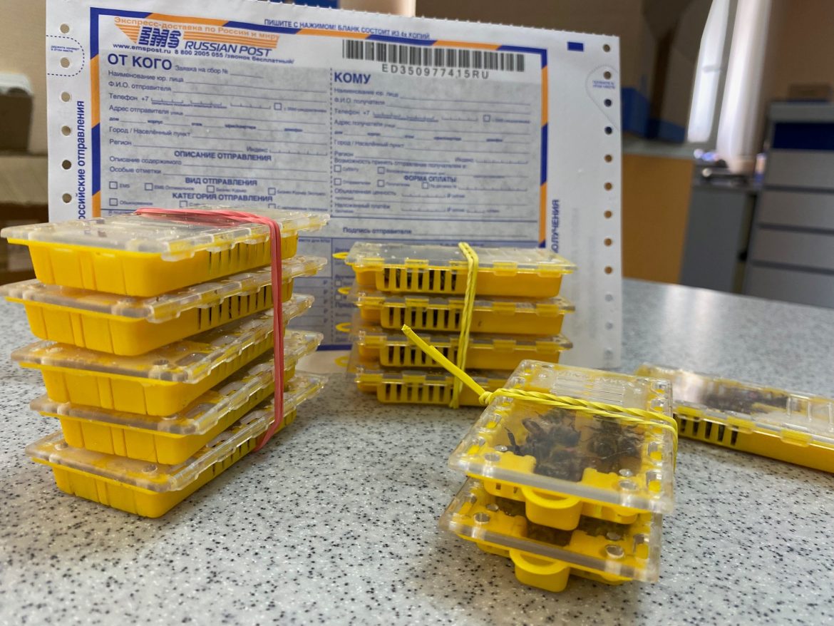 Ростовские пчеловоды отправляют по почте первые в этом году посылки с пчёлами
