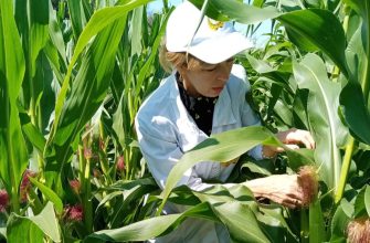 селекционер