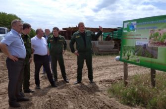 лесонасаждение