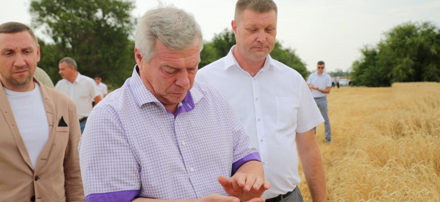 голубев