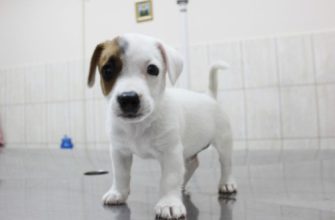 пес