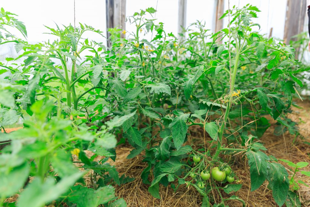 Советы владельцам приусадебных и дачных хозяйств: что делать, если томаты цветут, а завязь не образуется
