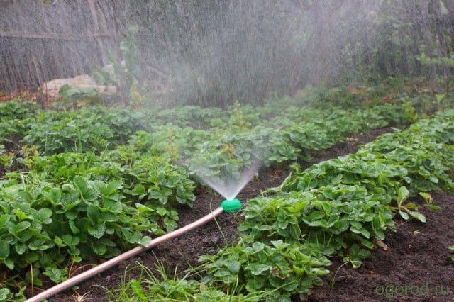Советы огородникам: как защитить огород от перегрева