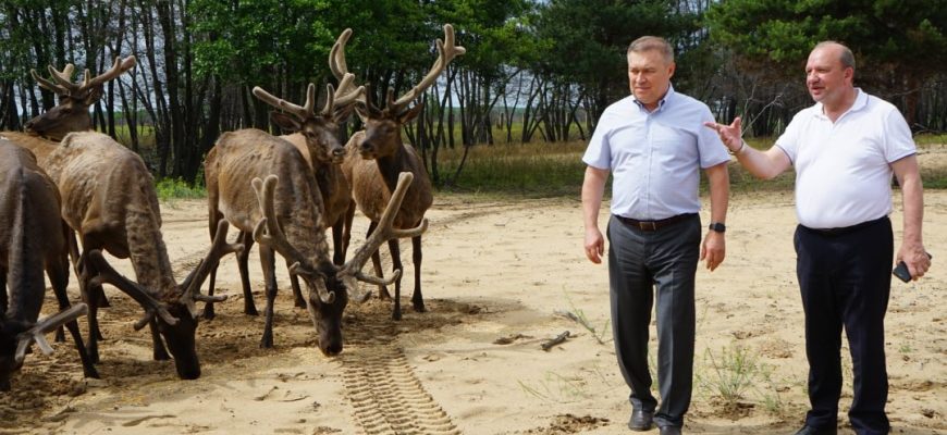 лесхозяйство