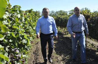 виноградники