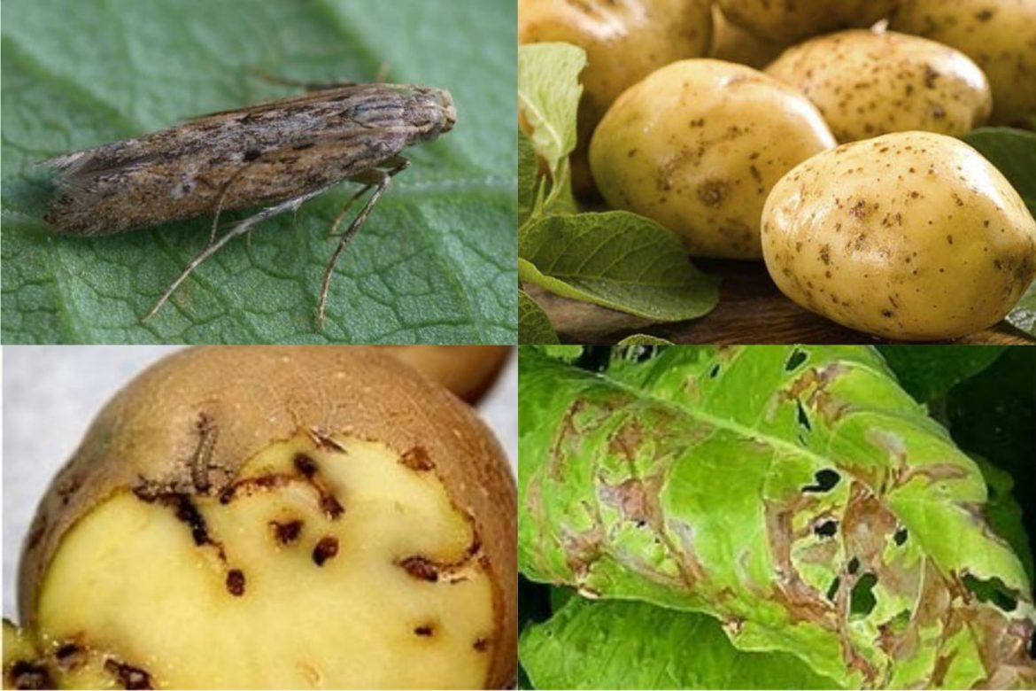 Картофельная моль может оставить овощеводов без урожая