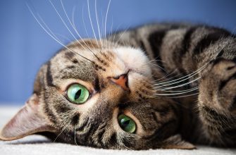 кошка