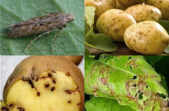 картофельная моль