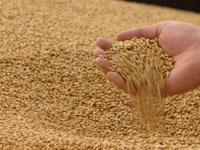 Уборка ранних зерновых и зернобобовых культур в Волгодонском районе близится к завершению
