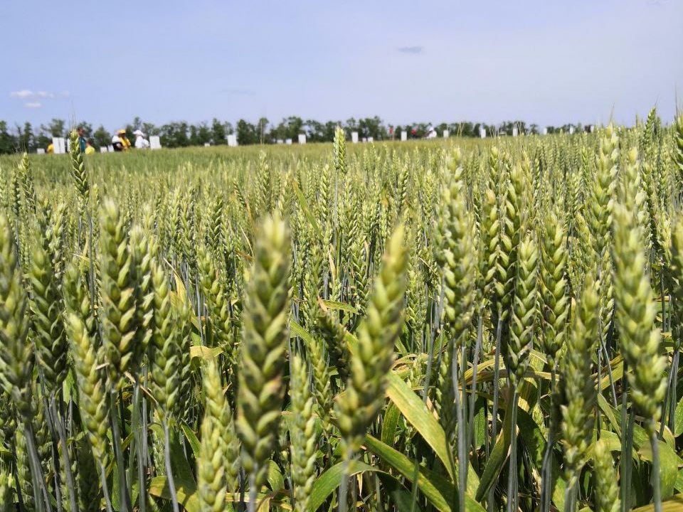 Ростовская область обеспечивает себя элитными  семенами озимой пшеницы
