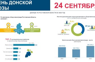 день лозы