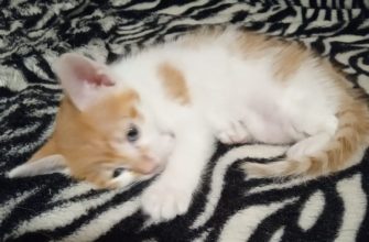 котик