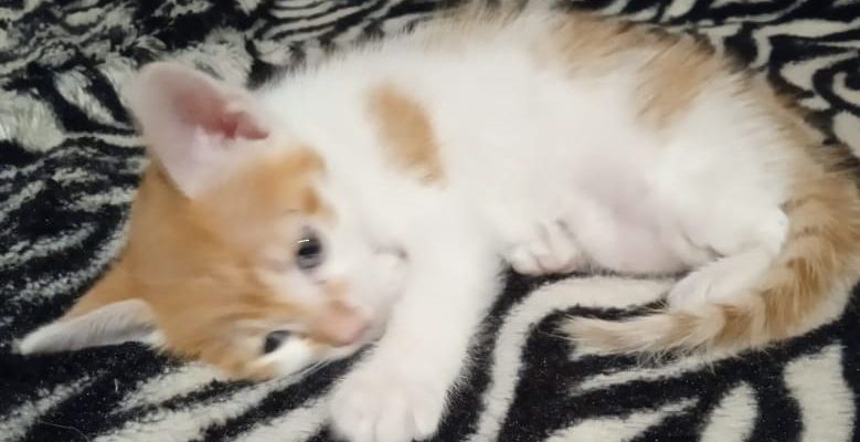 котик